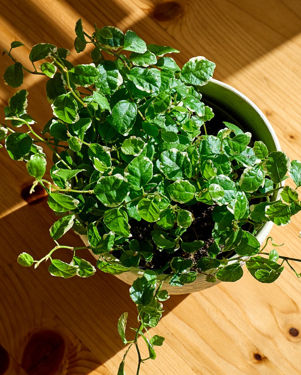 best vining plants creeping fig ficus pumila plant in ceramic pot near the window in sunlight greenery at home, climbing houseplant