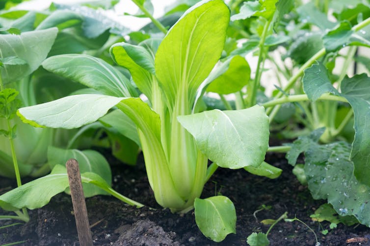 Bok Choi in soil