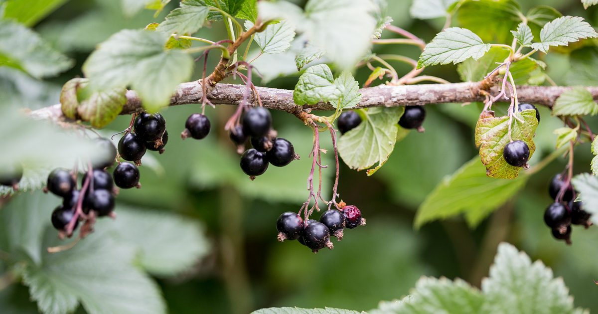 Tips on how to Develop Blackcurrants | BBC Gardeners World Journal