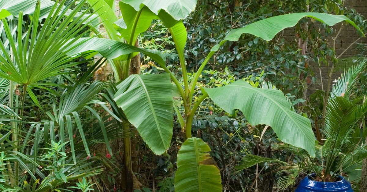 How you can Develop Banana Vegetation