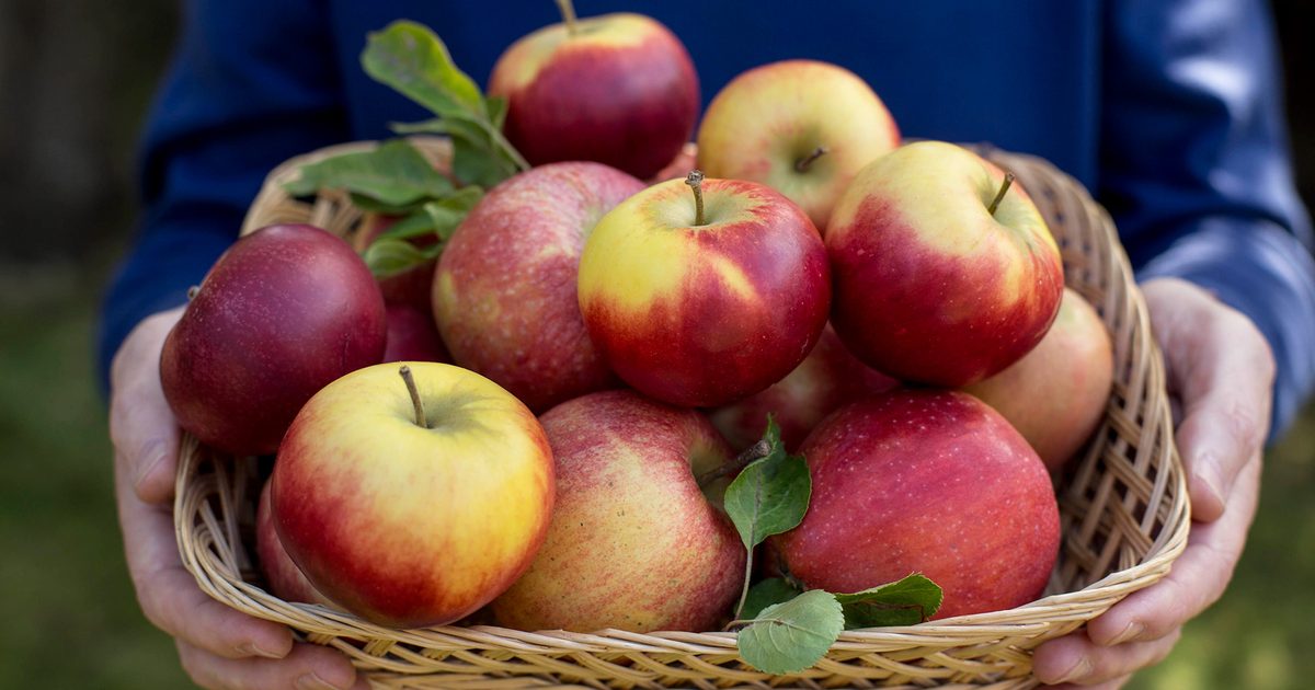 How To Develop Apples | BBC Gardeners World Journal