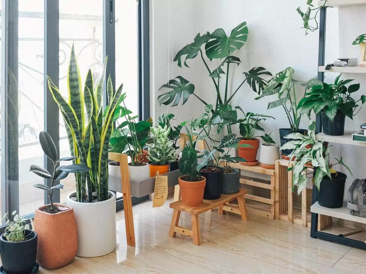 Rising an Indoor Backyard: 5 Vegetation that