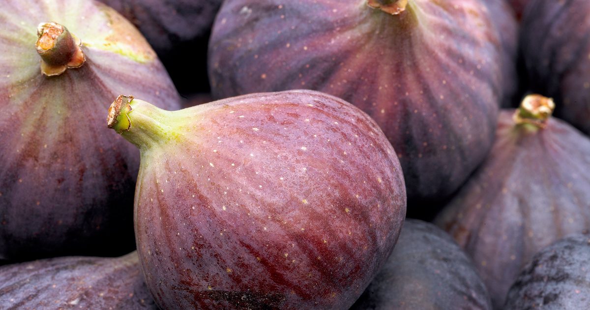 Fig Tree Care: The best way to Develop Figs