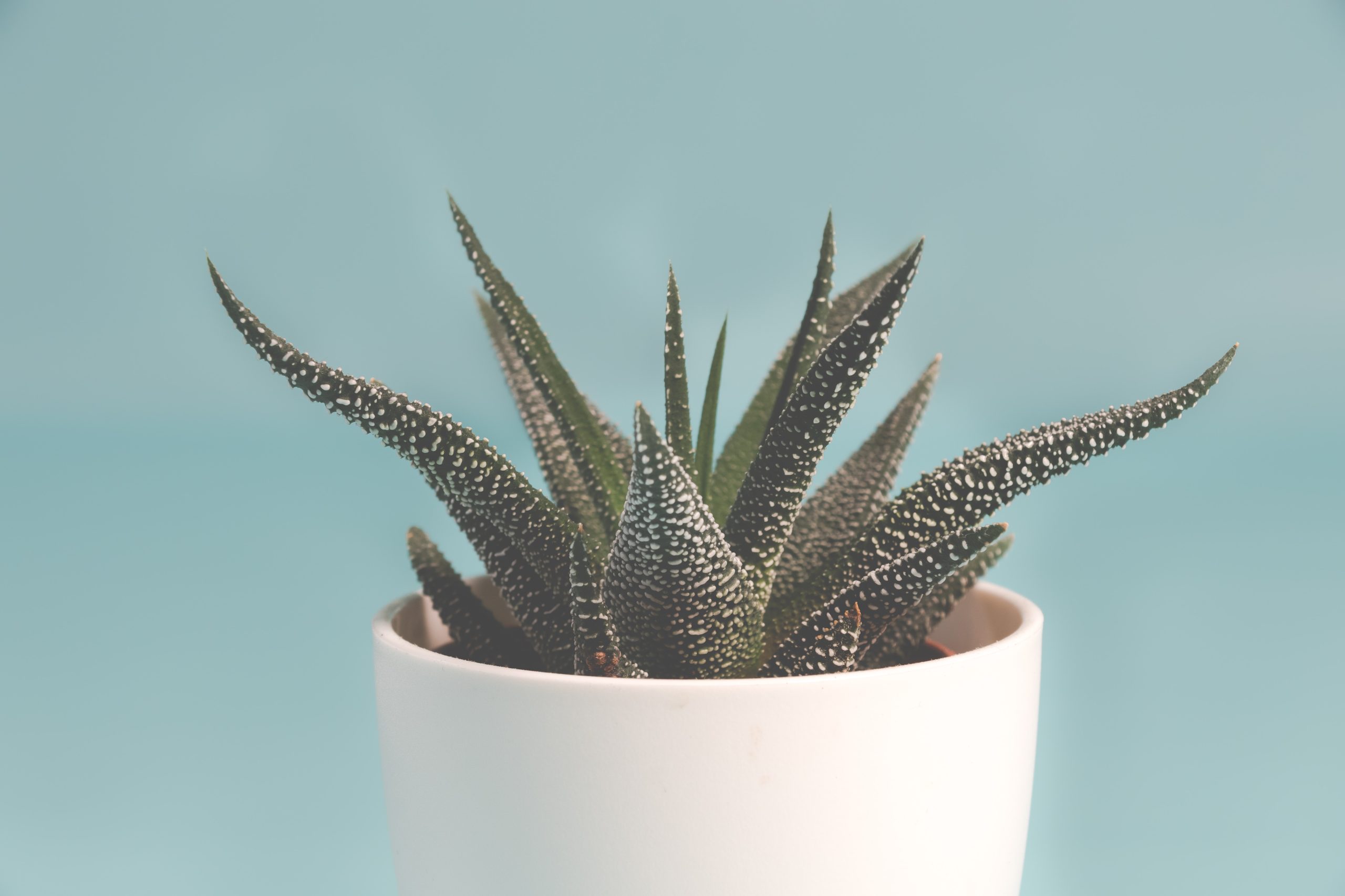 The Excellent Indoor Vegetation for Individuals with Black Thumbs