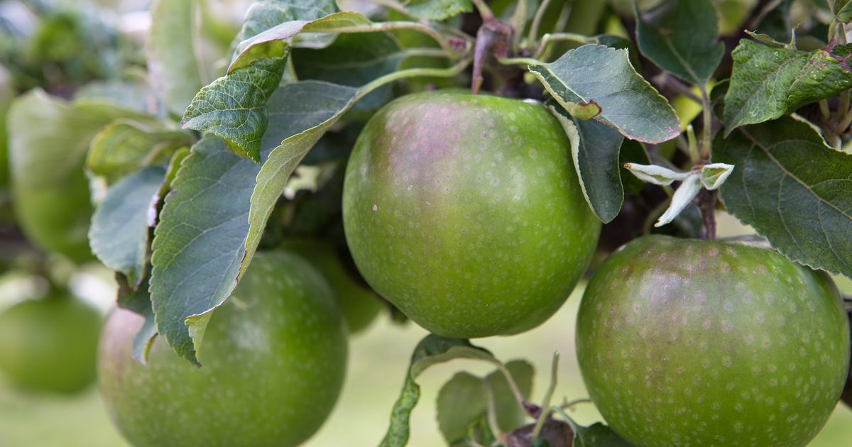 Raymond Blanc’s Favorite Apples | BBC Gardeners World Journal