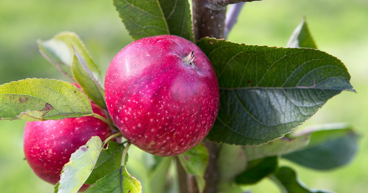 Finest Apple Varieties to Develop