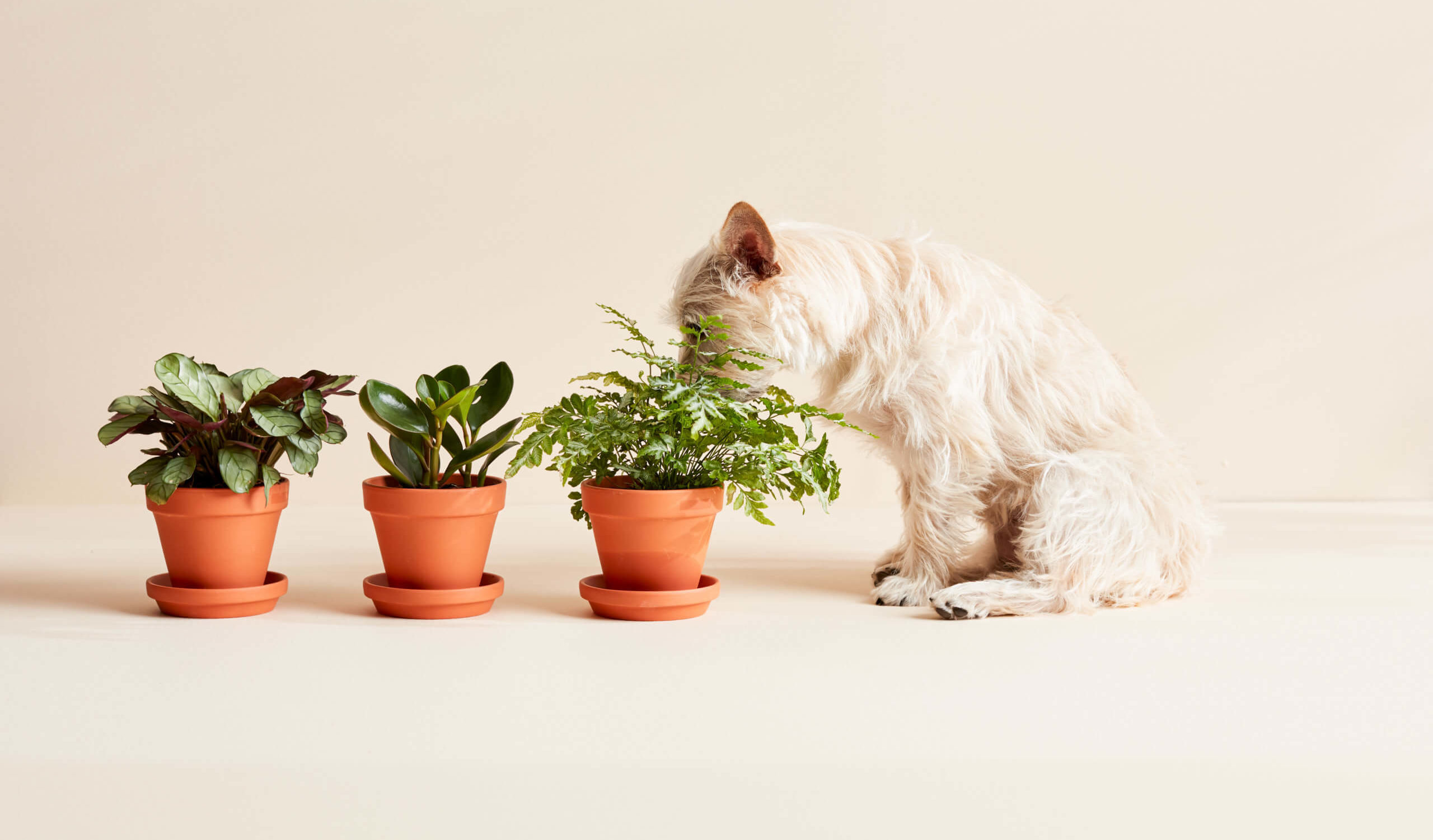 15 Pet-Pleasant Crops Secure for Cats and Canine