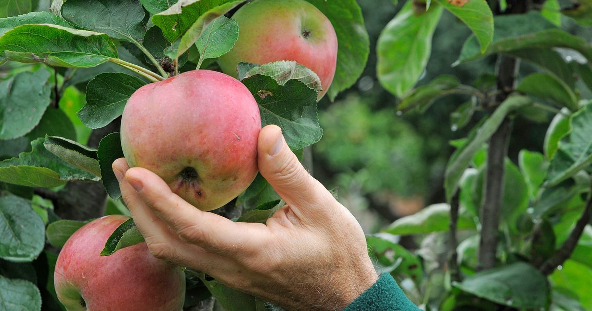 Eight issues it is advisable to learn about rising apples