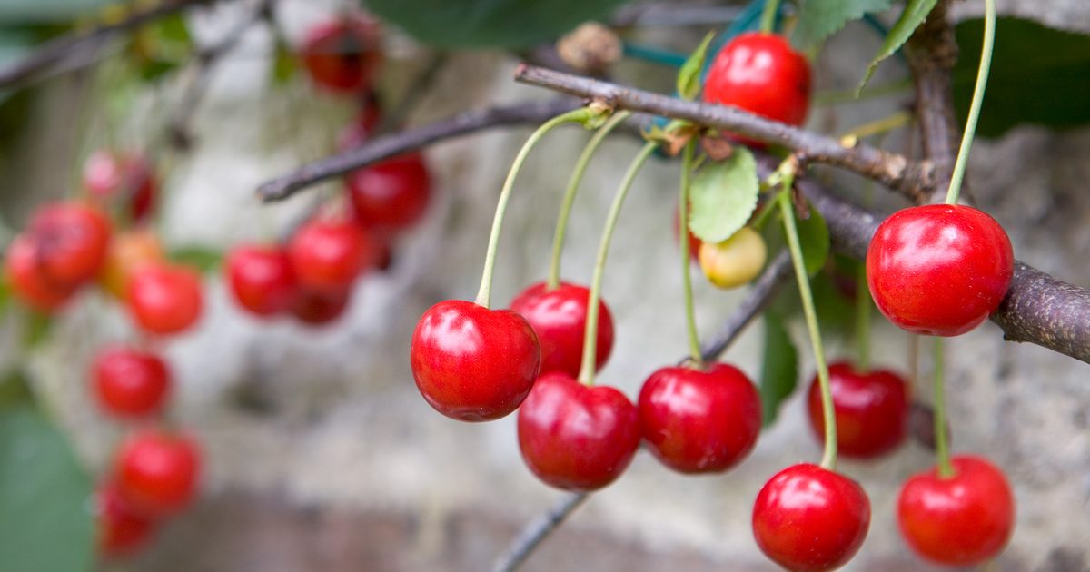 The best way to Develop Cherries | BBC Gardeners World Journal