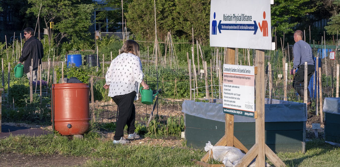 Metropolis vegetable gardens produce extra than simply meals