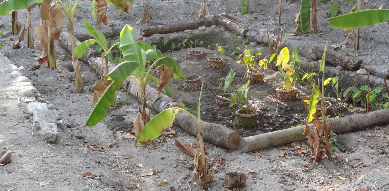 How meals gardens primarily based on conventional apply can enhance well being within the Pacific