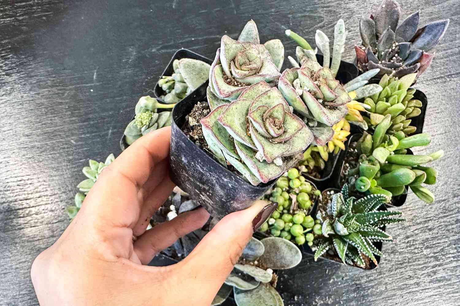 A person holds up a succulent from the Leaf & Clay arrangement