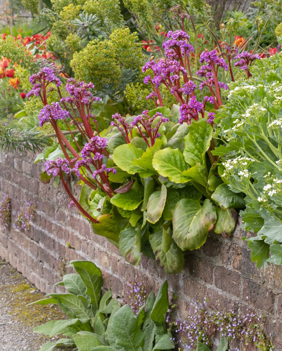 bergenia and crambe plants hanging over a brick wall in a spring garden