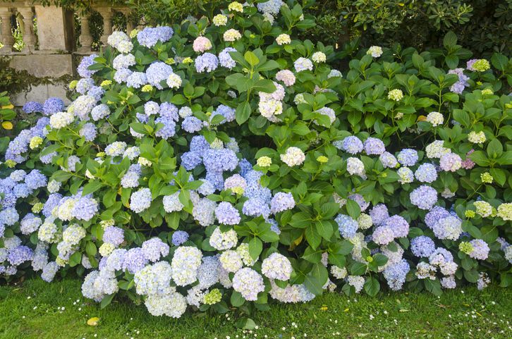 7 Causes Your Hydrangea Leaves are Turning Yellow