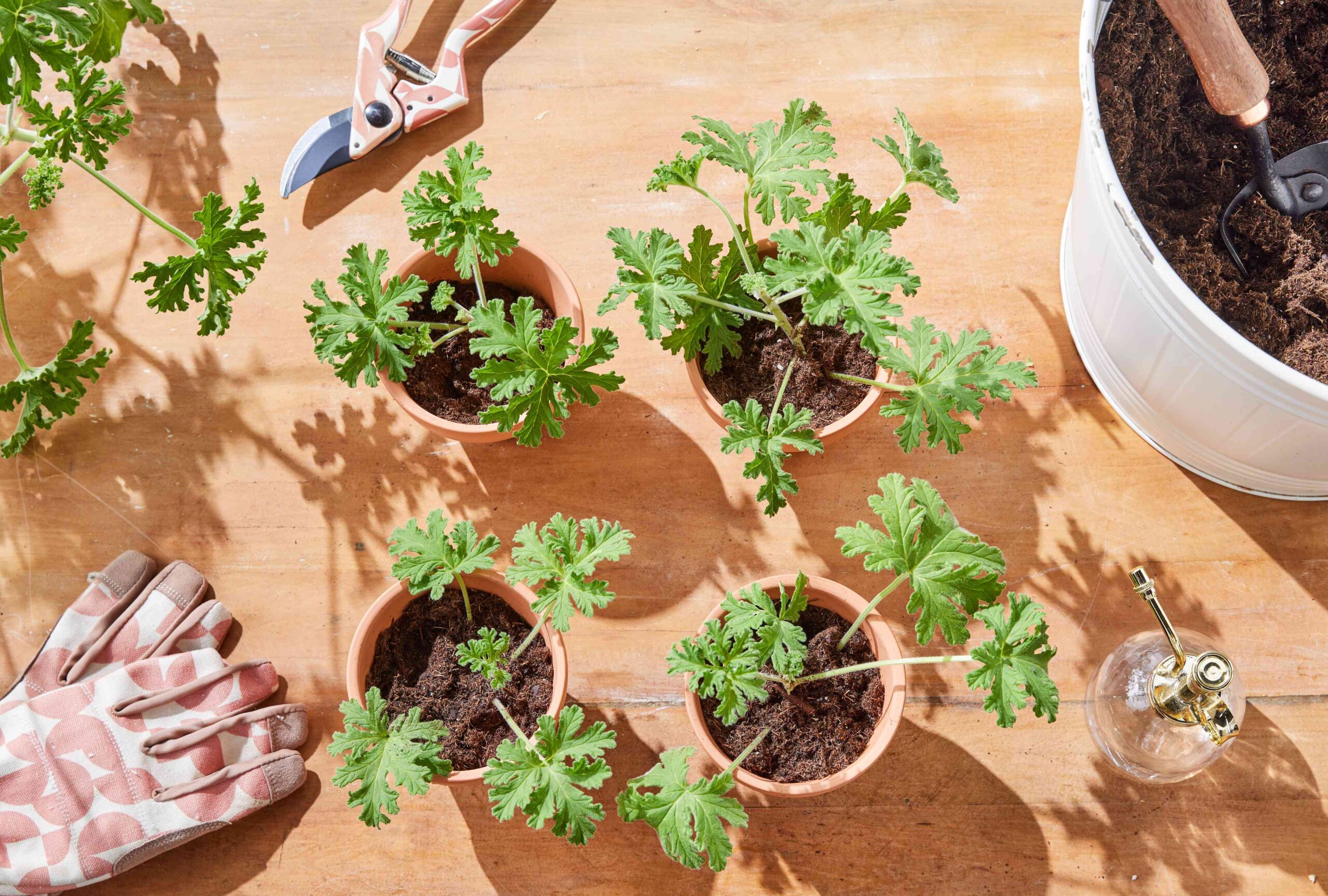 How one can Propagate Geraniums Effectively for Even Further Blooms