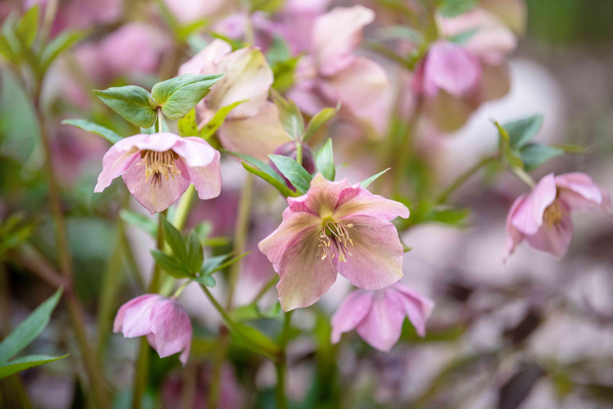 19 Deer-Resistant Shade Crops to Have in Your Yard