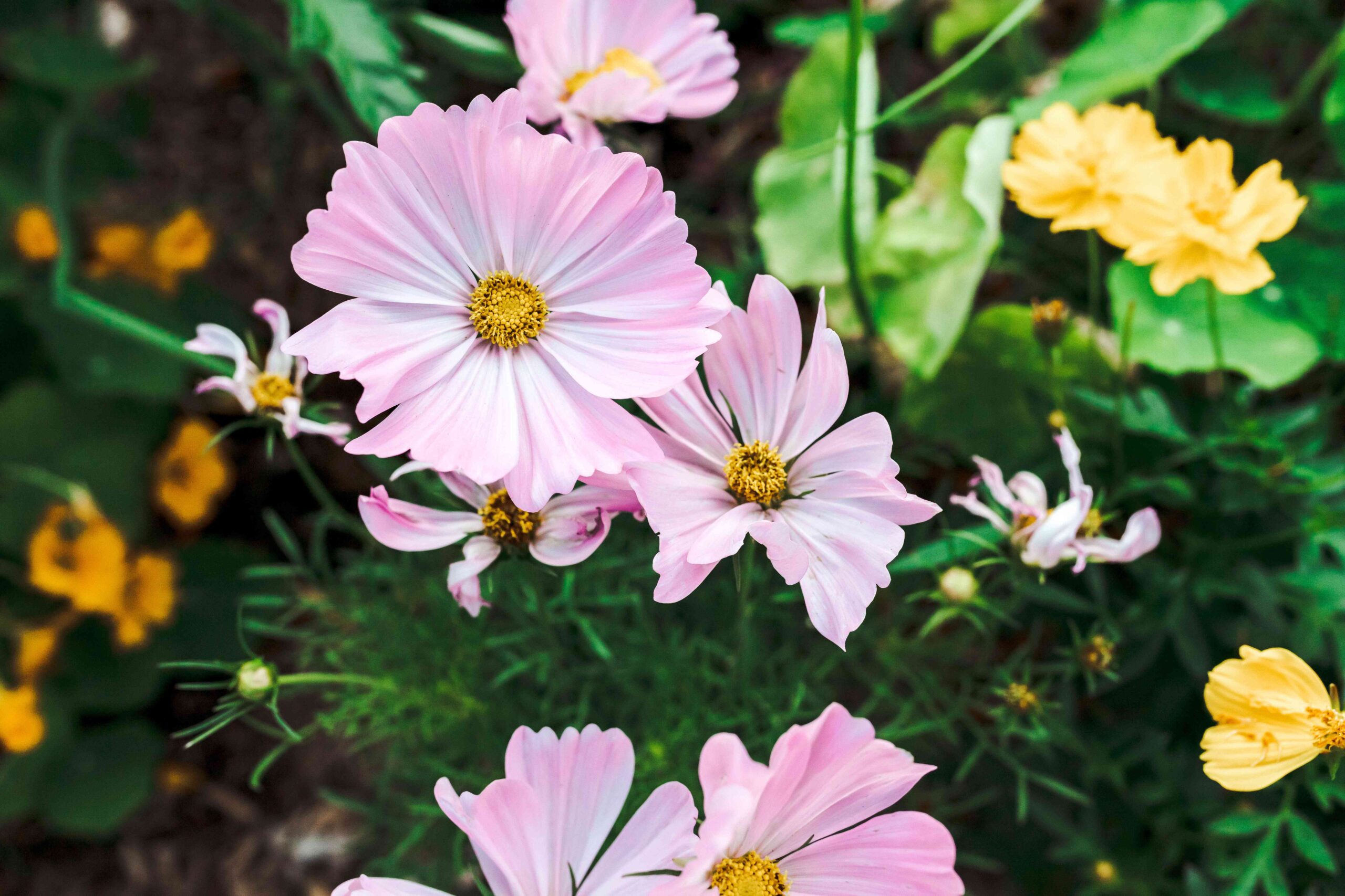 17 Best Flowers for the Vegetable Yard