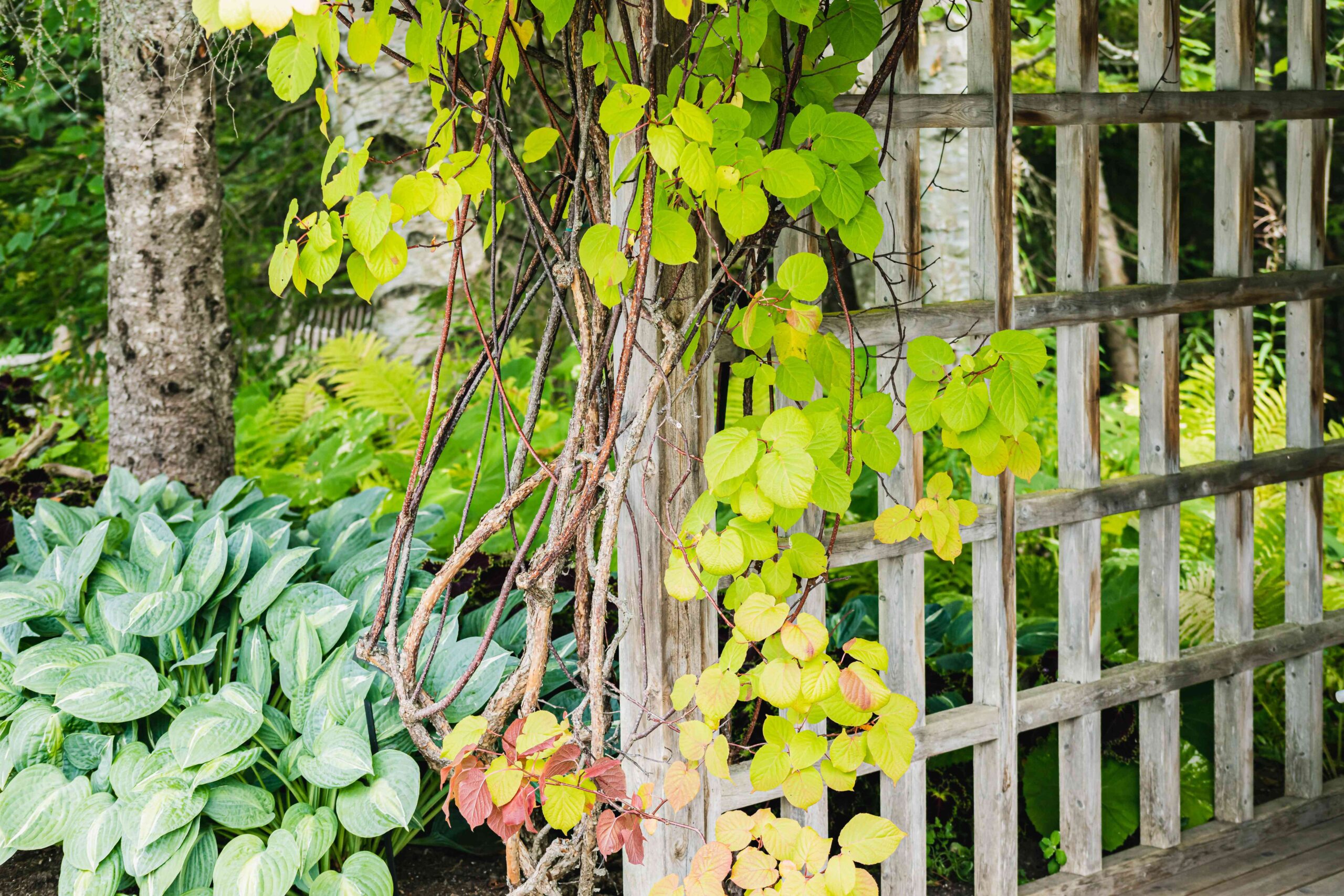 20 Best Climbing Vegetation Good for Any Trellis, Pergola, or Fence